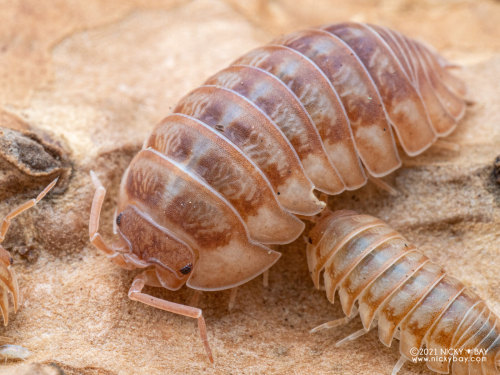 onenicebugperday: Isopod Portraits by Nicky Bay // Website // FacebookPhotos shared with permission;