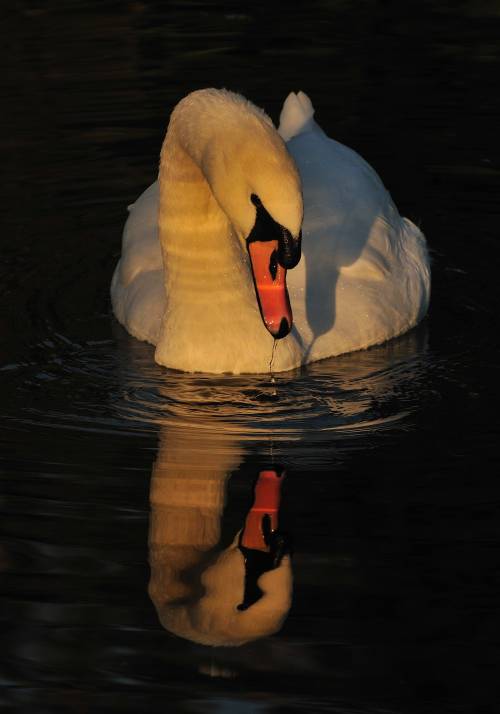 Mute Swan At Sunset (1)Last night, I was very lucky to be close to a patch of this lake where the fi