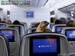 randomweas:  The Internetest safety video on the Internet (x)