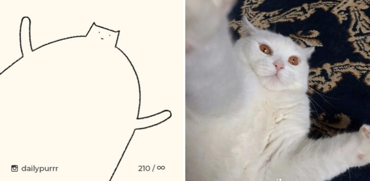 catsbeaversandducks:  By dailypurrr