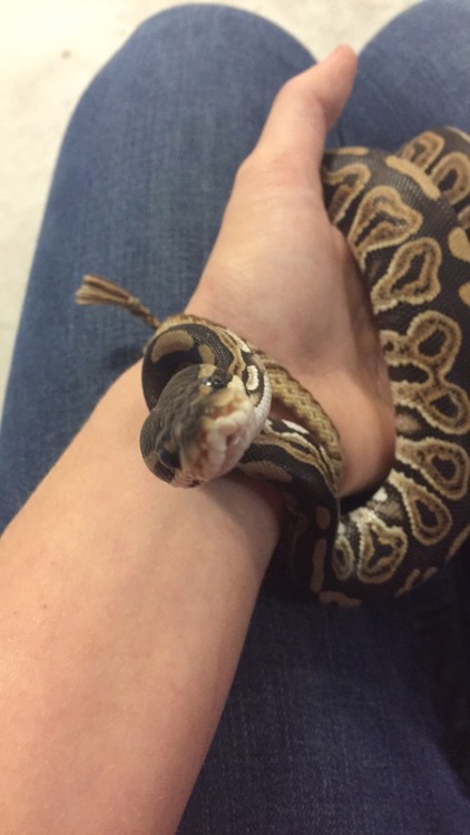 thoughts-that-rage:Reptiblr, meet my new baby. He’s a Black Pastel with one of the cutest faces I’ve