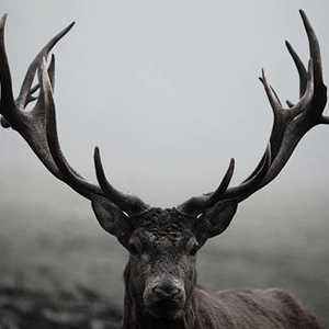 aescat: greek goddesses: artemis goddess of the hunt, nature and birth.