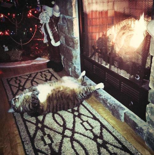 laineelepanto:Cats.