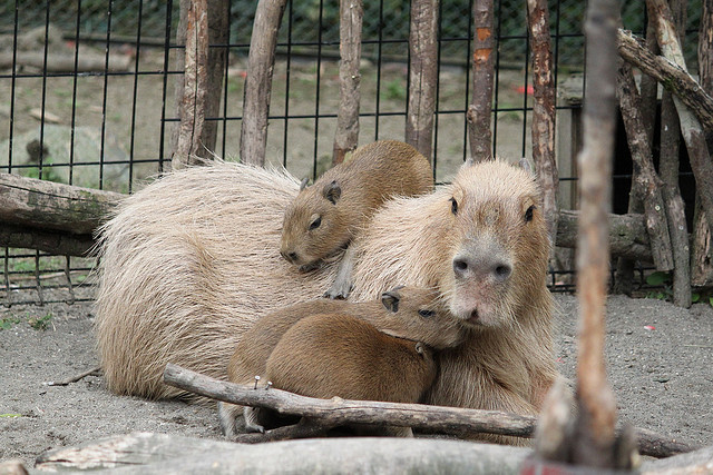 dailycapybara:
“ カピバラ Capybara by CapybaraJP on Flickr.
”