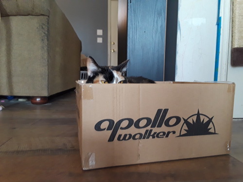 cat in a box