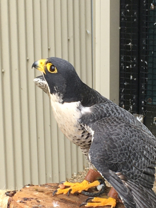 —- falcon in flight.Went to a raptor rehabilitation center today and saw this peregrine falcon