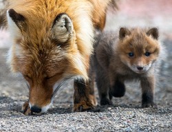 beautiful-wildlife:  Fox Mother with Kit by Ivan Kislov 