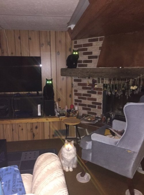 thespooniewrites:I walked into my living room and clearly interrupted something.