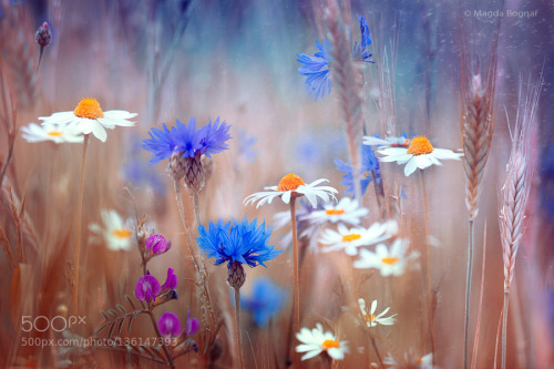 theframelines:  Summer Meadows by Magda_Bognar 