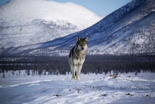 wolveswolves:  From the documentary “Wolves Unleashed” 