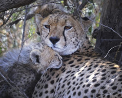 magicalnaturetour:   	Cheetah and Cub Under