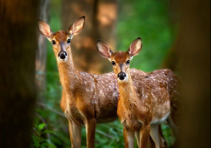 wolverxne:  Sisters | by: (Steve Perry) 
