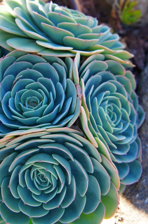 flora-file:flying saucers (Echeveria imbricata)