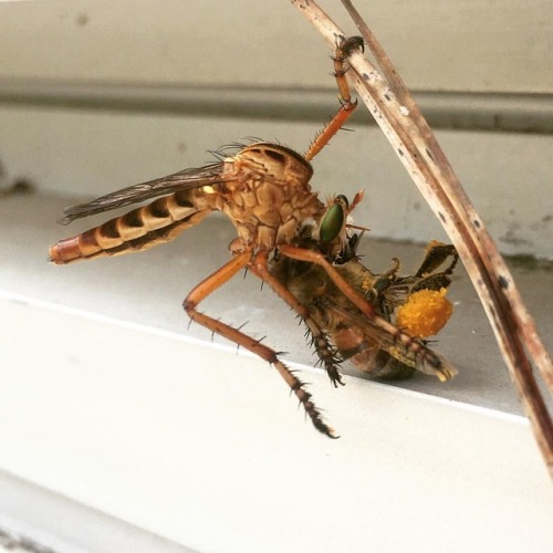 vita-insectum:This Diogmites sp of robber fly (Diptera : Asilidae) is exhibiting the behavior as to 