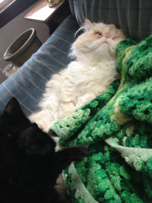 lucifurfluffypants:I think I’ll just stay right here all day long.