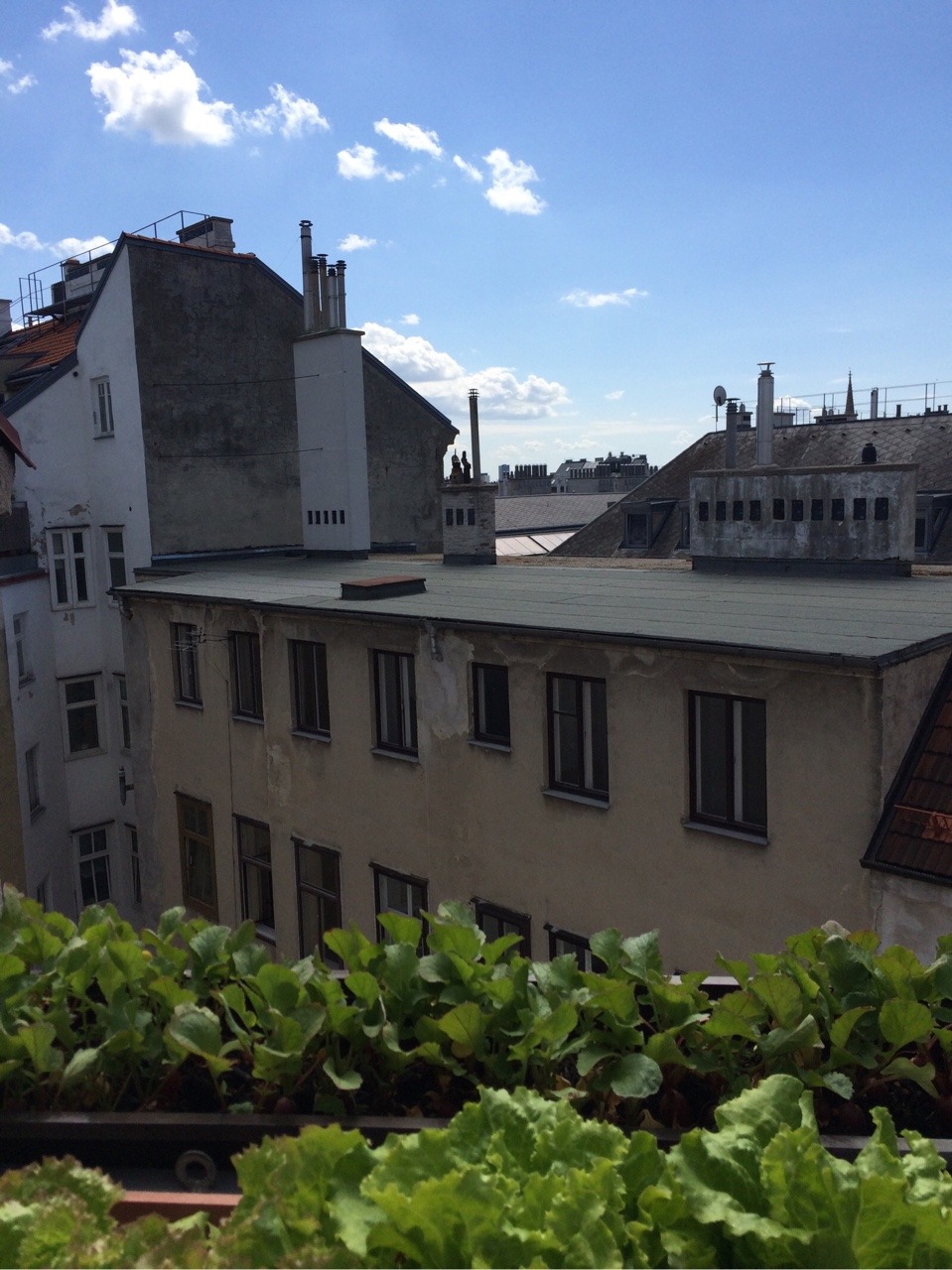 avocae:  I am sitting on the cutest rooftop 