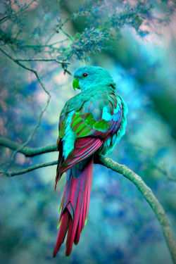 divaneee:  Bird