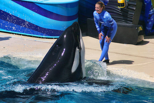 freedomforwhales: “[Talking about her time working at Seaworld as a trainer] I thought I knew 