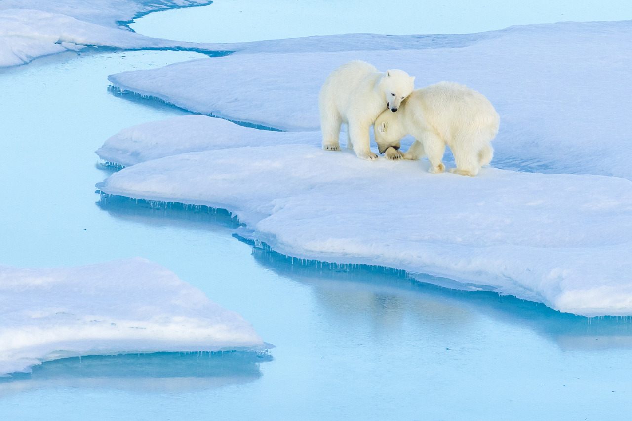 Lancaster Sound, Canada
Two polar bear cubs engage in a wrestling match on an ice floe in Lancaster Sound in Nunavut, Canada. It is estimated that approximately 2,000 of the animals live in the area, a number that has been in decline for...