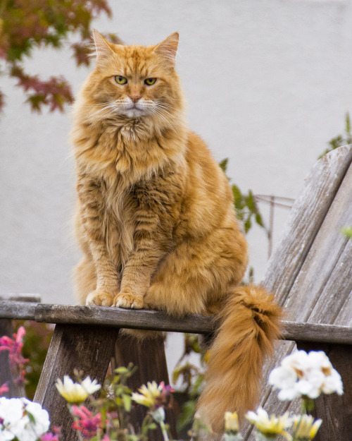 Smitty the Maine Coon (by metadata man)