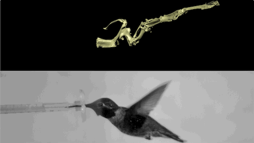 did-you-kno:  pbsdigitalstudios:  How do hummingbirds defy wind and rain?      Hummingbirds