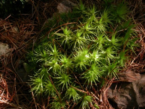 Dicranum japonicum: Hulunbei’er Mongolia, China; July 12, 2010; Li Zhang