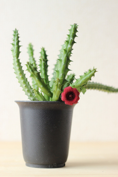 Huernia schneiderianaフェルニア シュナイデリアナ購入元：ボーダーブレイクの芳明園ブース