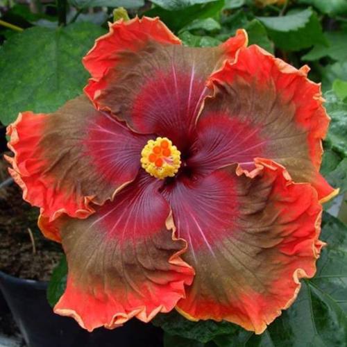 floralls:  Tropical Hibiscus II via  tezulaplants   