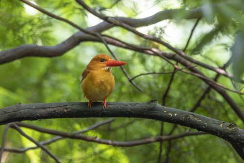 アカショウビン（Ruddy Kingfisher）