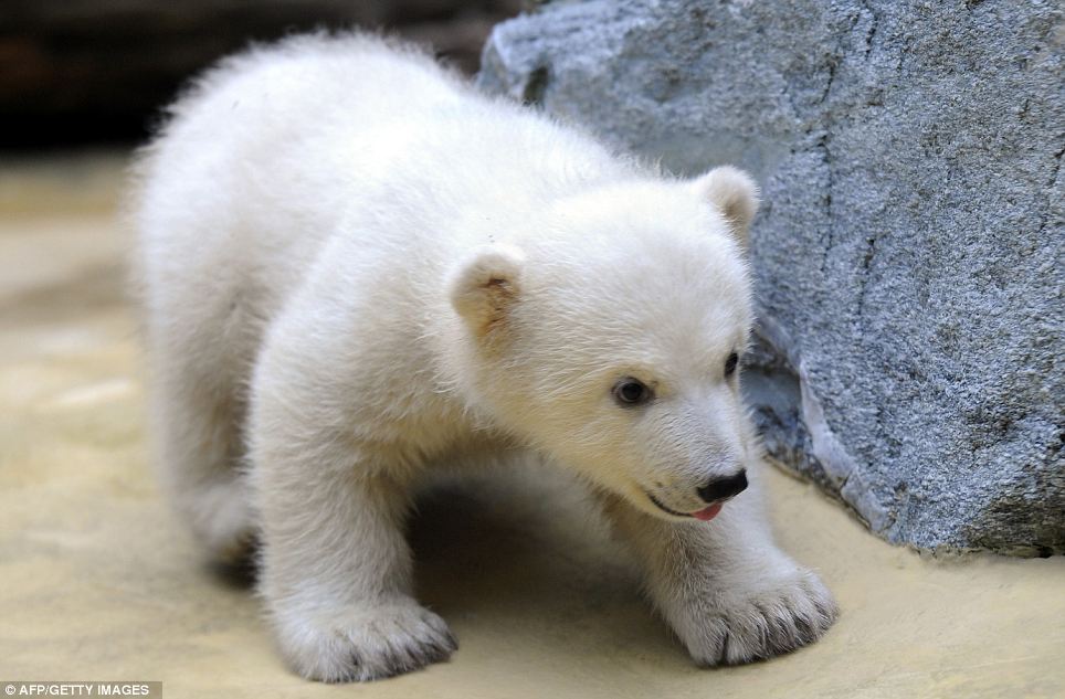 thebearyvest:  I want to say congratulations to all of my friends who passed their