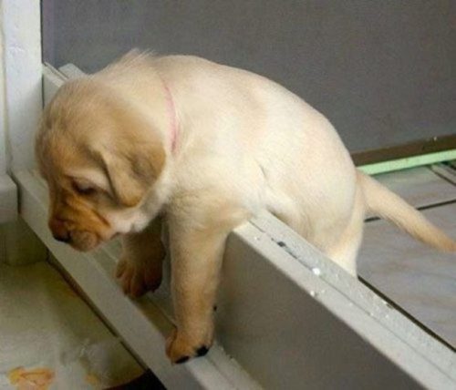 tastefullyoffensive:Dogs Who’ve Just Made Poor Life Choices (photos via distractify)Previously: Cats