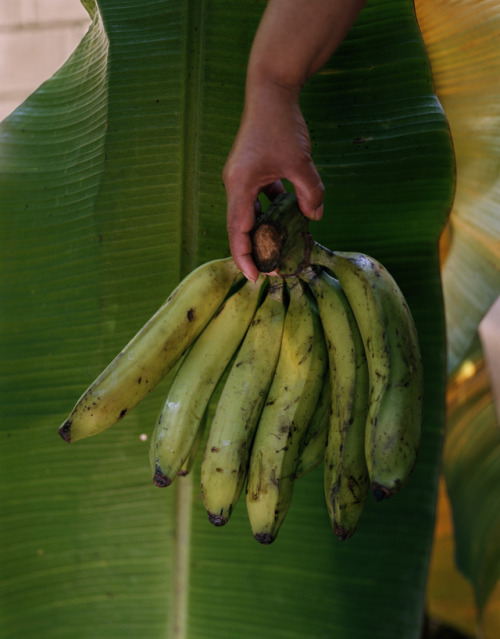 guario:  Untitled (Platano) by Guarionex Rodriguez