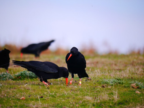 A Chattering of ChoughsPyrrhocorax pyrrhocorax, literally “flame coloured raven”. The chough (Pronou