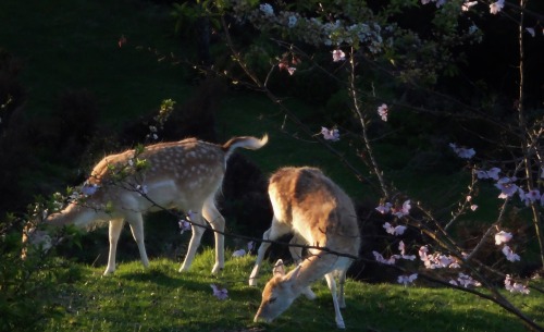 caught this snap out my window this morning, not a bad thing to wake up to :)