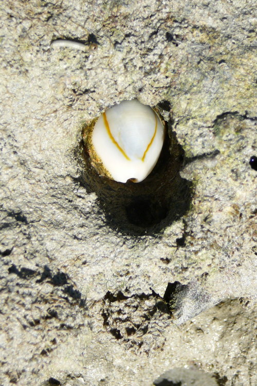 Money Cowries! Cypraea moneta!  The first photo is a money cowry sitting on its egg mass.  