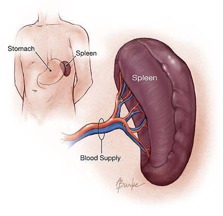 HelpFul Tips — Best Spleen Surgery in Delhi — Dr. Tarun Mittal