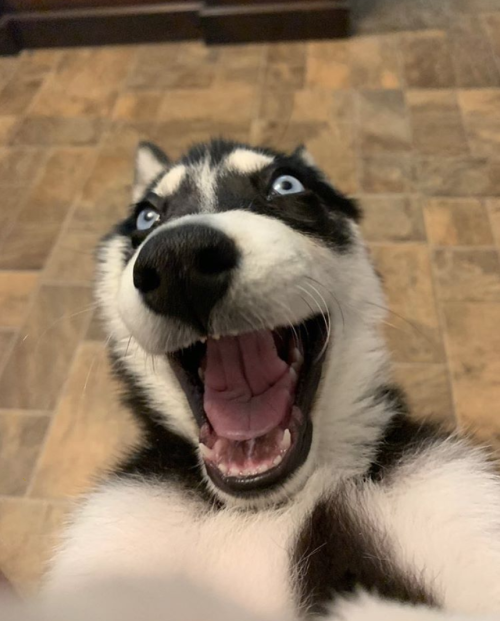 This is Moose. He accidentally opened the front facing camera. Decided to make the most of it. 12/10