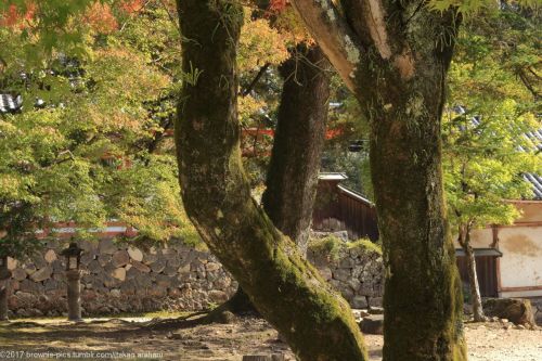 ‘21.11.3 手向山八幡宮、春日大社、中の禰宜道にてくねっ　くにくにっ　ぐね～　･･とか