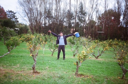 Mandarin Picking at Auckland, New Zealand. – My boyfriend gave me an analog camera to play wit