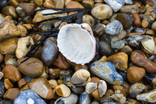 Beachcomber - weekly round up of my daily walks along the beach and findsGRD III &amp; X100