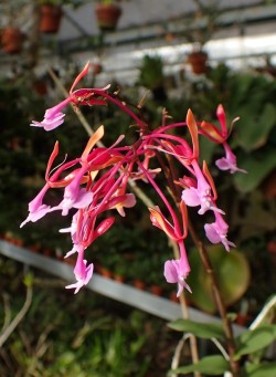 orchid-a-day:  Epidendrum capricornuDecember