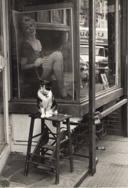  Victor Macarol. “Cat & Marylin”,