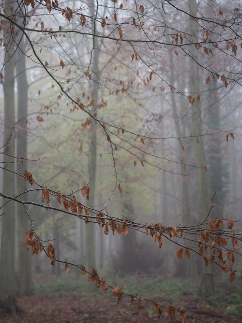 Peddars Way and Houghton, Norfolk.December 2020