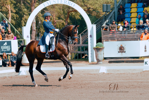 dressage horses