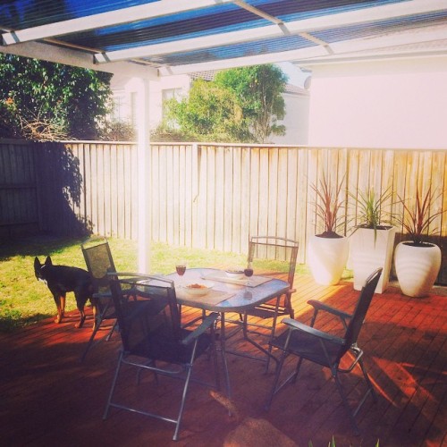 Enjoying our new deck and backyard during this brief burst of Sydney sunshine! #sydney #winter #suns