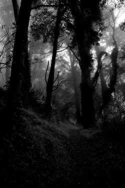 tizyladyboleyn: DARK FORESTS   Lady_Boleyn  