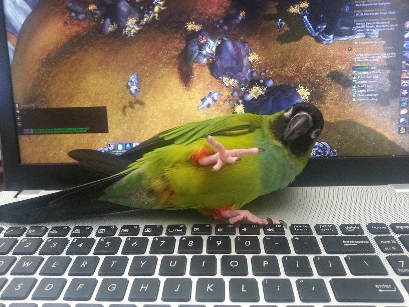 becaroonie:  When Mimi thinks I’ve spent too much time playing, she flies over
