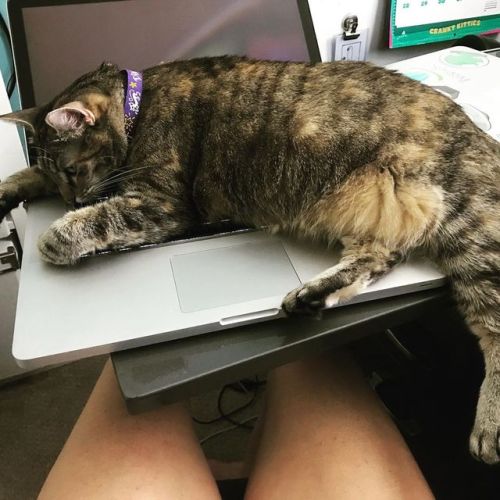 Samantha is refusing to let me get any work done! #tabbysrule #catsofinstagram #tabby #catsoftheday 