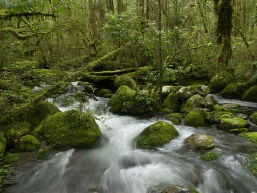 90377: Duffy Creek ~ Victoria Forest Park by Steve Reekie