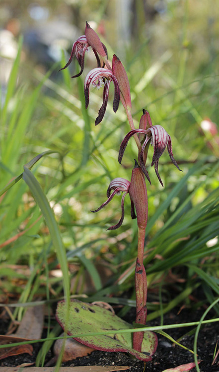  Pyrorchis nigricans, in situ, Wireless Hill Park, Perth, WA, Australia.This orchid usually flowers 